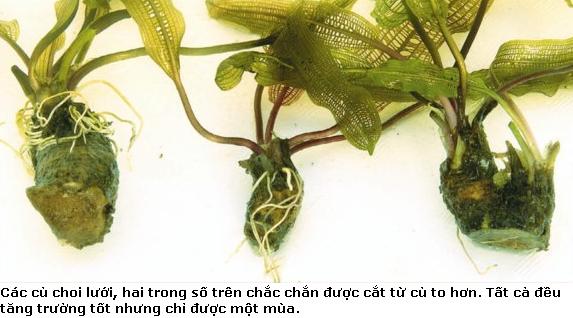 Thiết kế sân vườn, thiết kế sân vườn biệt thự, thiết kế sân vườn đẹp, sân vườn biệt thự, sân vườn sinh thái, biệt thự sinh thái, thiết kế sân vườn tiểu cảnh, thiết kế sân vườn cảnh quan, thiết kế hồ Koi, thiết kế hồ cá Koi, thiết kế hồ cá chép Nhật, thiết kế hồ cá chép rồng, thiết kế vườn treo, thiết kế vườn trên mái, thiết kế vườn nước, thiết kế vườn Nhật, thiết kế vườn khô, thi công sân vườn, thi công sân vườn biệt thự, thi công sân vườn đẹp, thi công sân vườn tiểu cảnh, thiết kế cảnh quan, thiet ke canh quan, thi công sân vườn cảnh quan, thiết kế tiểu cảnh, giếng trời, thiet ke tieu canh, gieng troi,  thi công tiểu cảnh, giếng trời,  thi công cảnh quan, thi công hồ Koi, thi công hồ cá Koi, thi công hồ cá chép Nhật, thi công vườn treo, thi công vườn trên mái, thi công vườn Nhật